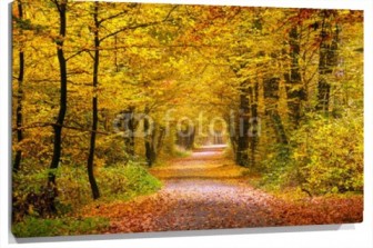 Lienzo Camino arboles otoño